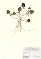 藏品(小莕菜)的圖片